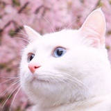 王小猫可爱多's profile picture